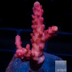 Acropora sp. JF Fox Flame- WYSIWYG Frag SPS